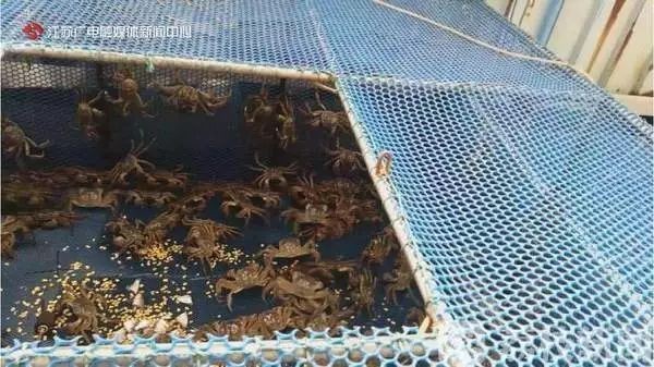 蟹黃的營養價值高于蟹膏！吃大閘蟹，這些真相你不一定知道(圖1)